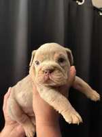 Lilac Merle male , a male English Bulldog for sale in San Diego, CA – 1 of 8