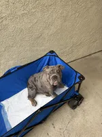 Blue Quad Merle female , a female English Bulldog for sale in San Diego, CA – 9 of 10