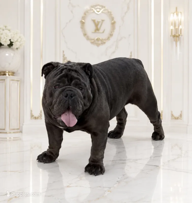 Full blue suit seal  – English Bulldog puppy for sale in San Diego, CA