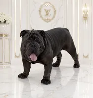 Full blue suit seal , a male English Bulldog for sale in San Diego, CA – 1 of 7
