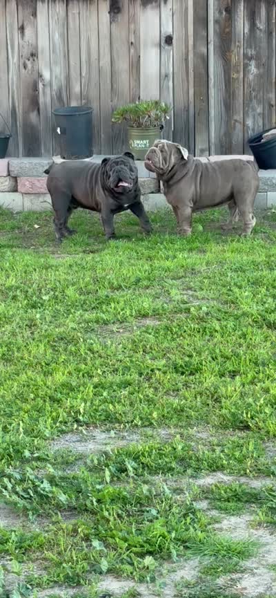 Mench, a male English Bulldog for sale in Chula Vista, CA – 8 of 9