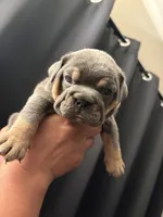 Blue female, a female English Bulldog for sale in San Diego, CA – 1 of 8