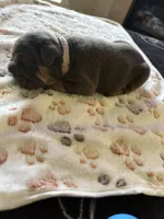 Blue female, a female English Bulldog for sale in San Diego, CA – 5 of 8