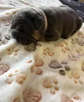 Blue female, a female English Bulldog for sale in San Diego, CA – 4 of 8