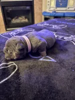 Blue female, a female English Bulldog for sale in San Diego, CA – 2 of 8