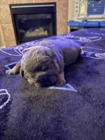 Blue female, a female English Bulldog for sale in San Diego, CA – 3 of 8