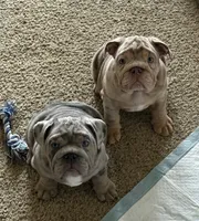 Blue Quad Merle female , a female English Bulldog for sale in San Diego, CA – 7 of 10