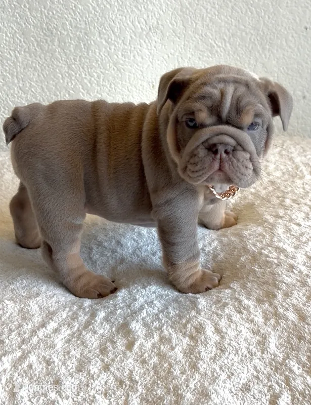 Lilac Tri female 2 – English Bulldog puppy for sale in San Diego, CA