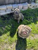 Full blue suit seal , a male English Bulldog for sale in San Diego, CA – 3 of 7