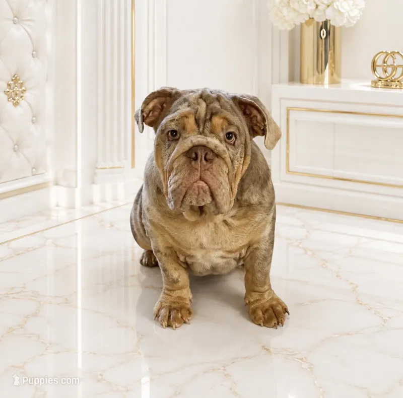 Lilac Quad Merle male  – English Bulldog puppy for sale in San Diego, CA