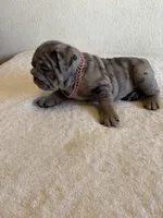 Blue Tri Merle female , a female English Bulldog for sale in San Diego, CA – 5 of 9