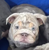 Lilac Tri Merle male , a male English Bulldog for sale in San Diego, CA – 4 of 10