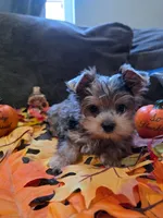 Merle yorkie, a male Yorkshire Terrier for sale in Chula Vista, CA – 1 of 4
