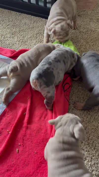 Blue Tri Merle female , a female English Bulldog for sale in San Diego, CA – 7 of 9