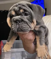 Blue Tri female, a female English Bulldog for sale in San Diego, CA – 5 of 9