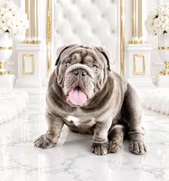 Mench, a male English Bulldog for sale in Chula Vista, CA – 1 of 9