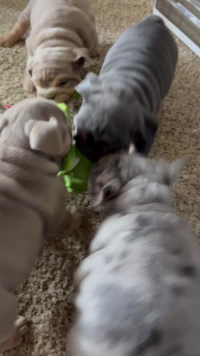 Blue Tri female, a female English Bulldog for sale in San Diego, CA – 8 of 9