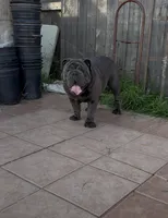 Full blue suit seal , a male English Bulldog for sale in San Diego, CA – 2 of 7
