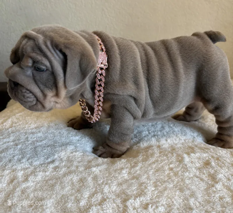 Lilac Tri female 1 – English Bulldog puppy for sale in San Diego, CA