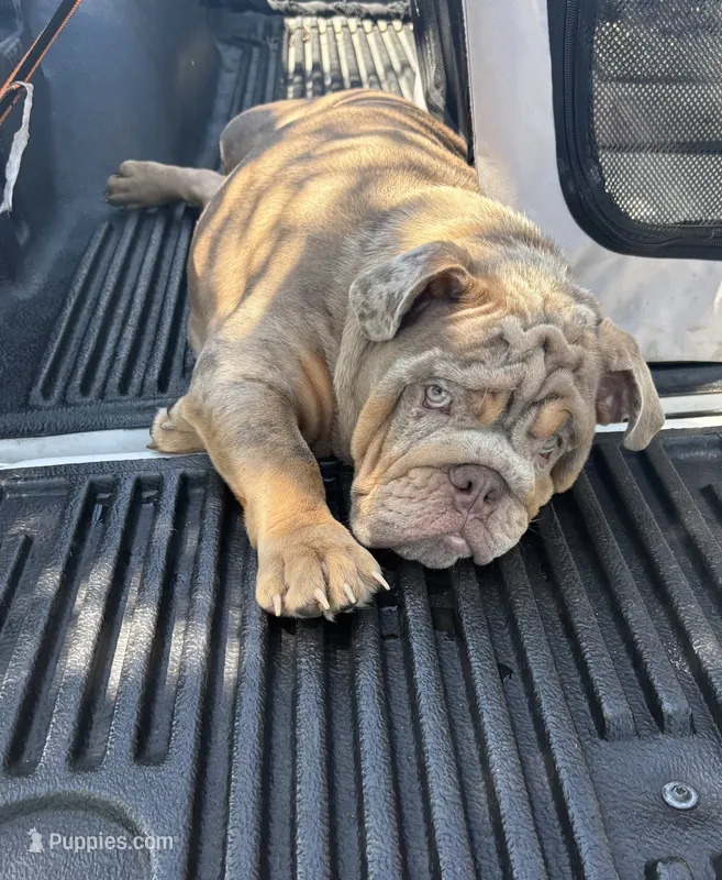 Lilac Merle male – English Bulldog puppy for sale in Chula Vista, CA