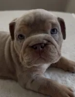 Lilac Tri Merle male , a male English Bulldog for sale in San Diego, CA – 5 of 8