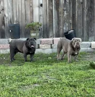 Mench, a male English Bulldog for sale in Chula Vista, CA – 3 of 9