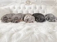 Blue Tri female, a female English Bulldog for sale in San Diego, CA – 6 of 9