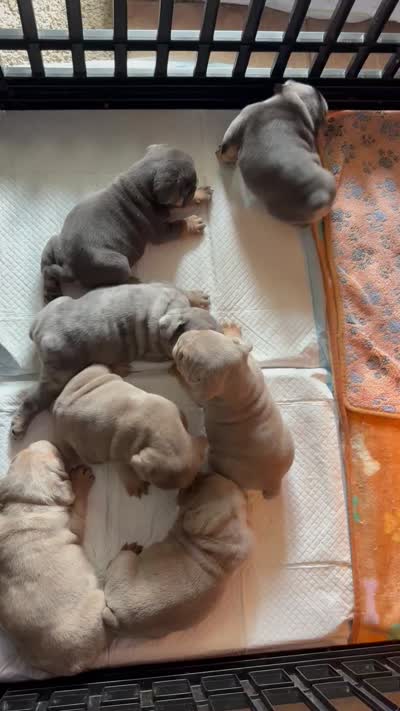 Blue Tri male , a male English Bulldog for sale in San Diego, CA – 5 of 8