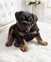 Blue Tri female, a female English Bulldog for sale in San Diego, CA – 1 of 9