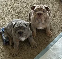 Lilac Tri Merle male , a male English Bulldog for sale in San Diego, CA – 8 of 10