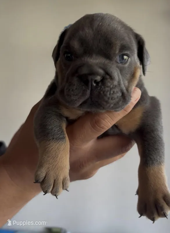 Blue male  – English Bulldog puppy for sale in San Diego, CA