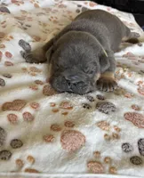 Blue male , a male English Bulldog for sale in San Diego, CA – Photo 2 of 4