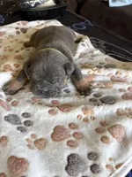 Blue male , a male English Bulldog for sale in San Diego, CA – Photo 3 of 4