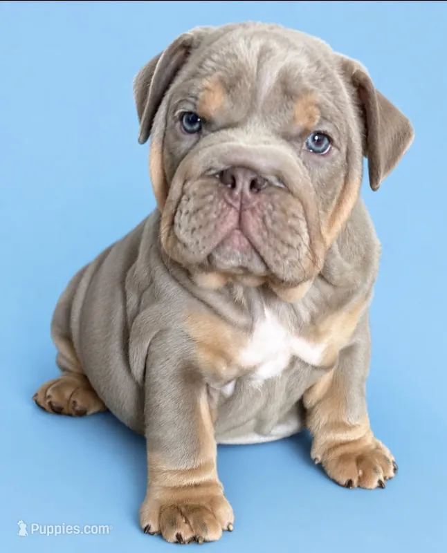 Lilac Tri male – English Bulldog puppy for sale in San Diego, CA