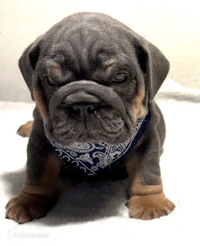 Blue Tri male  – English Bulldog puppy for sale in San Diego, CA