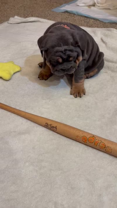 Blue Tri female, a female English Bulldog for sale in San Diego, CA – 9 of 9
