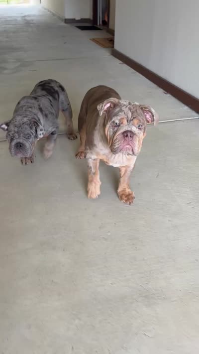 Lilac Quad Merle male , a male English Bulldog for sale in San Diego, CA – 10 of 10