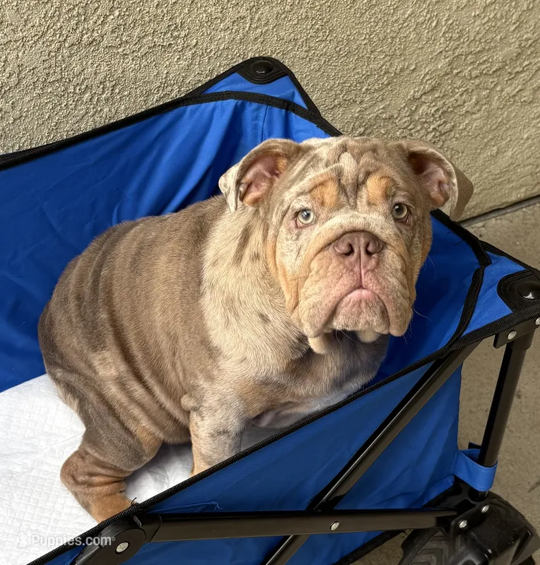 Lilac Merle male – English Bulldog puppy for sale in Chula Vista, CA