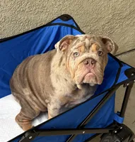 Lilac Merle male ( potty trained ), a male English Bulldog for sale in Chula Vista, CA – 2 of 8