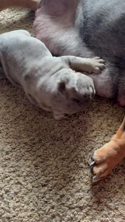 Blue Merle female , a female English Bulldog for sale in San Diego, CA – 7 of 9