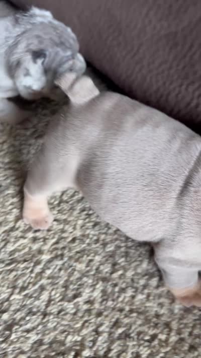 Lilac Tri male, a male English Bulldog for sale in San Diego, CA – 9 of 9