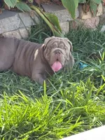 Mench, a male English Bulldog for sale in Chula Vista, CA – 5 of 9