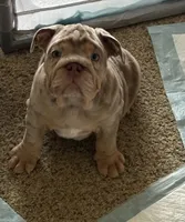 Lilac Tri Merle male , a male English Bulldog for sale in San Diego, CA – 9 of 10