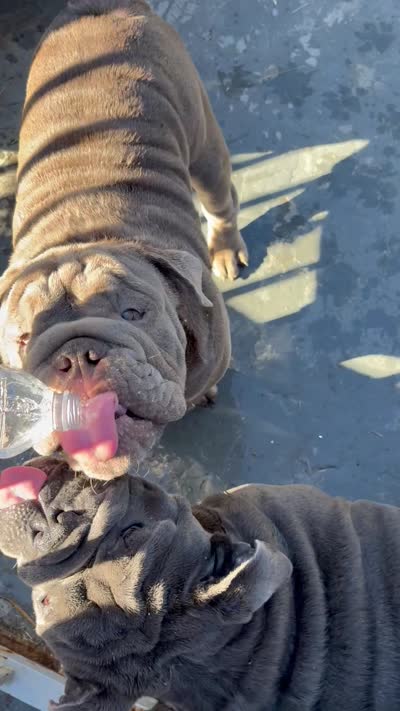 Full blue suit seal , a male English Bulldog for sale in San Diego, CA – 6 of 7