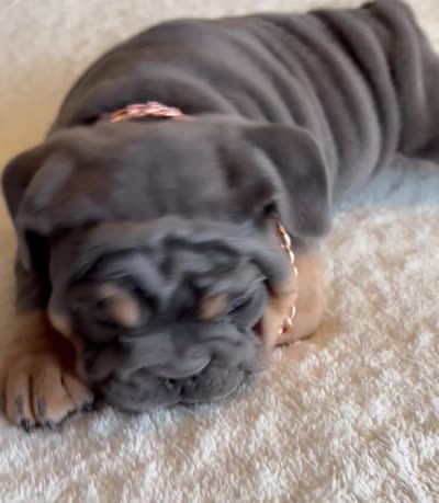 Blue Tri female, a female English Bulldog for sale in San Diego, CA – 7 of 9