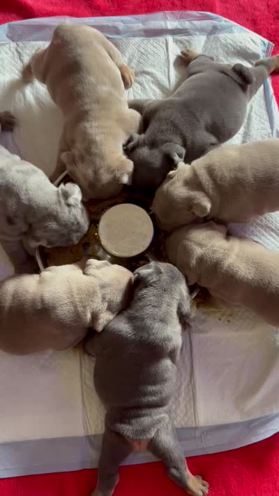 Lilac female 1, a female English Bulldog for sale in San Diego, CA – 8 of 10
