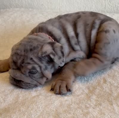 Blue Tri Merle female , a female English Bulldog for sale in San Diego, CA – 9 of 9