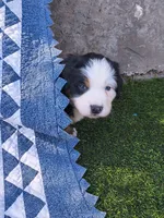 Full size Ultra Bernedoodle , a female Bernedoodle for sale in Queen Creek, AZ – 7 of 8