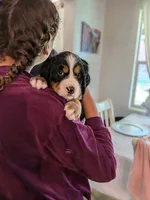 Full size Ultra Bernedoodle , a female Bernedoodle for sale in Queen Creek, AZ – 6 of 8