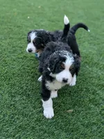 Full size Ultra Bernedoodle , a female Bernedoodle for sale in Queen Creek, AZ – 4 of 8